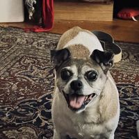 Small Animal Hospital ico