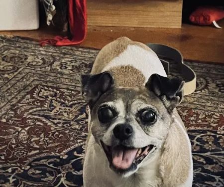 Small Animal Hospital