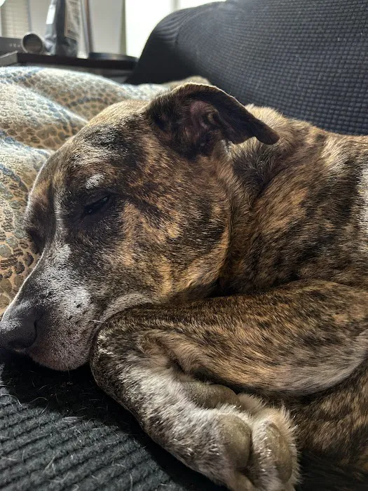 Small Animal Hospital Picture 6