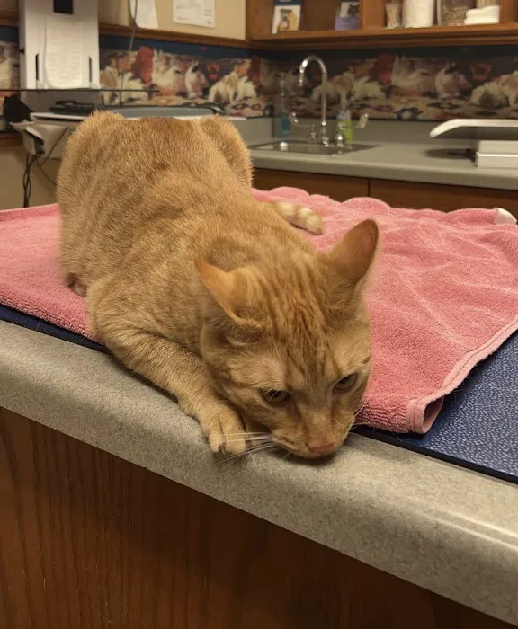 Small Animal Hospital Picture 8