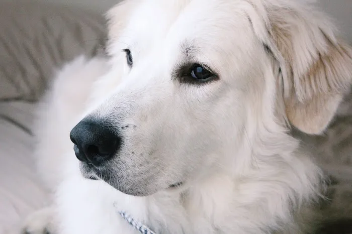 Harwood Veterinary Hospital, LLC Picture 3