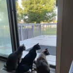 Wauwatosa Veterinary Clinic