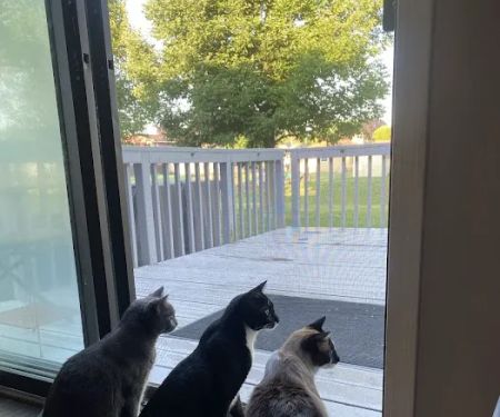 Wauwatosa Veterinary Clinic