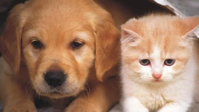 Wauwatosa Veterinary Clinic Picture 4