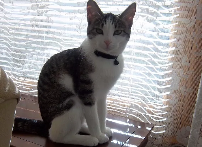 Wauwatosa Veterinary Clinic Picture 6