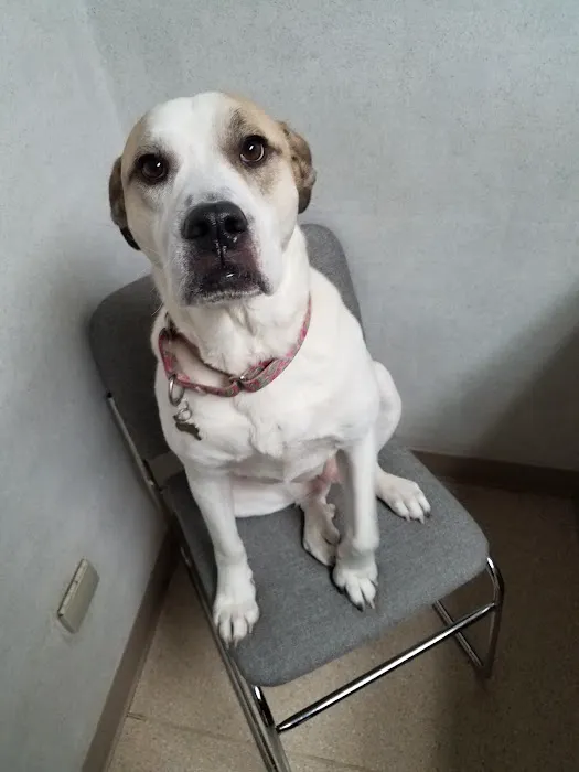 Wauwatosa Veterinary Clinic Picture 10