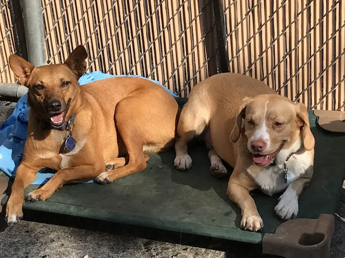 Pet Partners Animal Clinic Picture 1