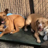 Pet Partners Animal Clinic ico