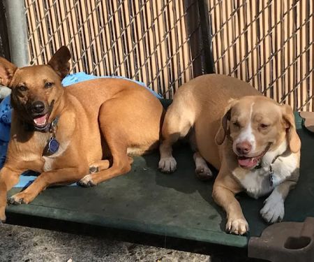 Pet Partners Animal Clinic