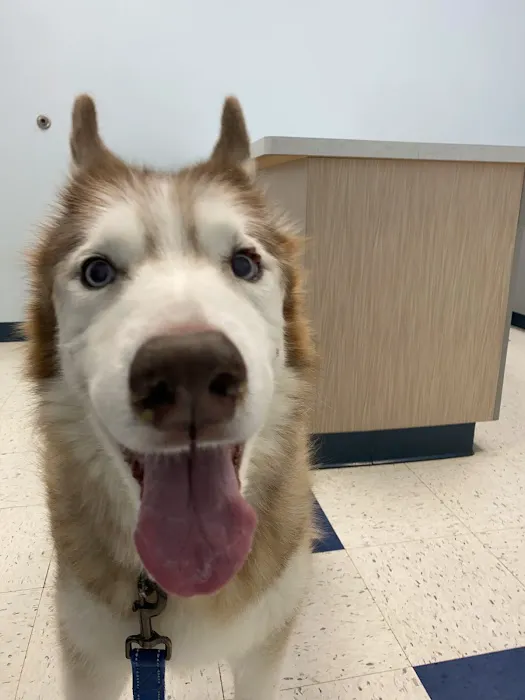 Pet Partners Animal Clinic Picture 2