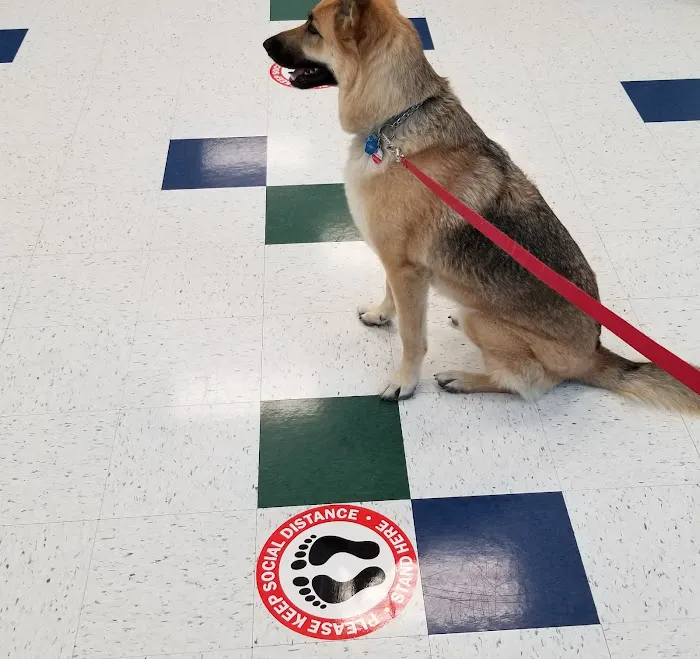 Pet Partners Animal Clinic Picture 3