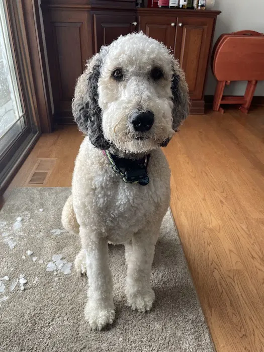 Pet Partners Animal Clinic Picture 6