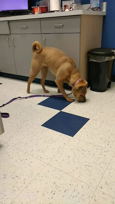 Pet Partners Animal Clinic Picture 4