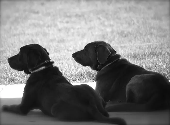 Pet Partners Animal Clinic Picture 7