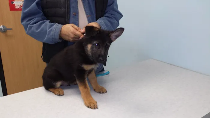 Pet Partners Animal Clinic Picture 5