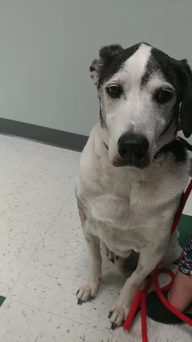 Pet Partners Animal Clinic Picture 9