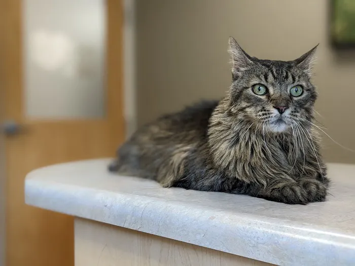 Animal Clinic In Sussex Picture 8