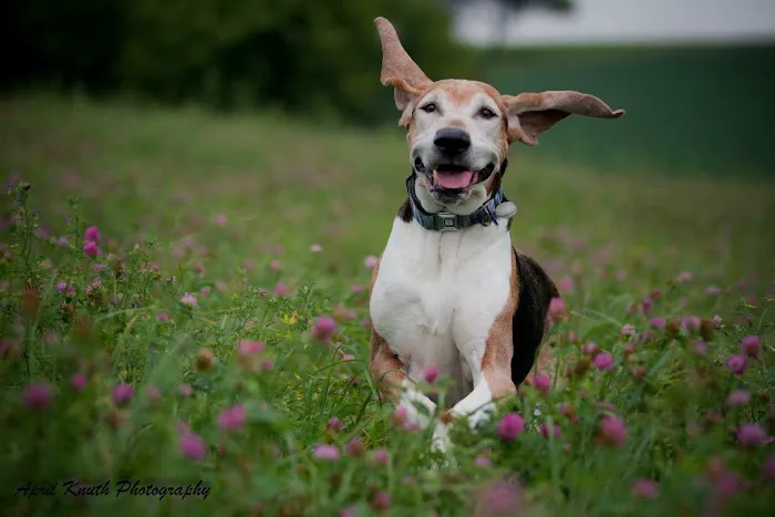 Animal Clinic In Sussex Picture 9