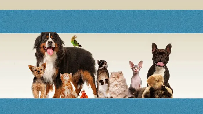 Brook-Falls Veterinary Hospital & Exotic Care Picture 1