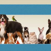 Brook-Falls Veterinary Hospital & Exotic Care ico