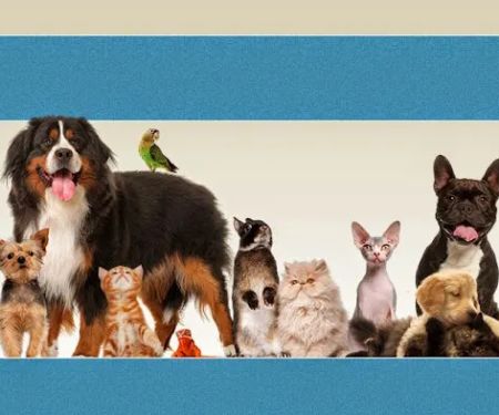 Brook-Falls Veterinary Hospital & Exotic Care