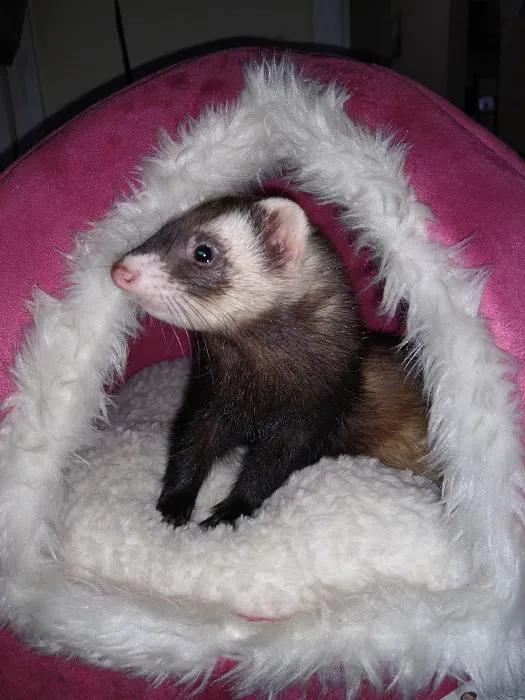 Brook-Falls Veterinary Hospital & Exotic Care Picture 6