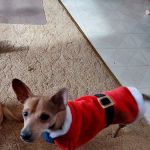 Animal Care Hospital/Clinic