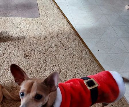 Animal Care Hospital/Clinic