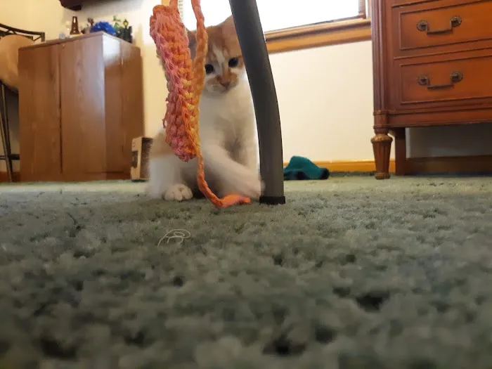 Animal Care Hospital/Clinic Picture 6