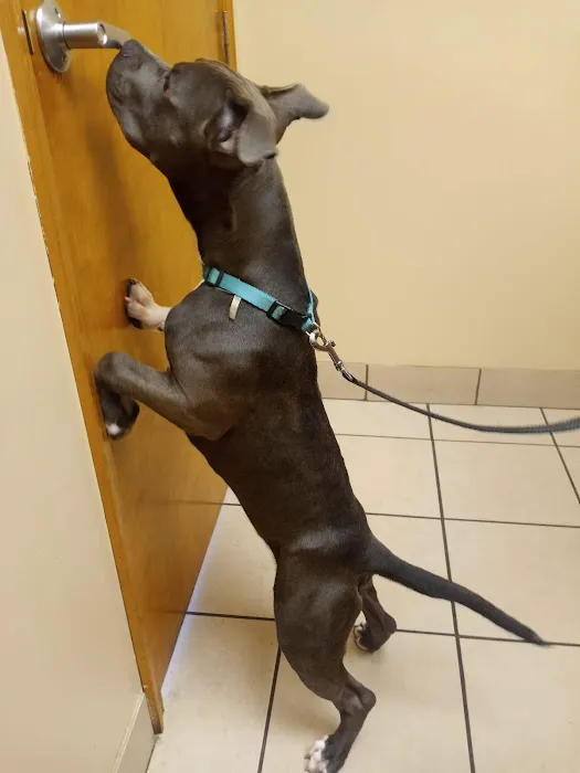 Animal Care Hospital/Clinic Picture 9