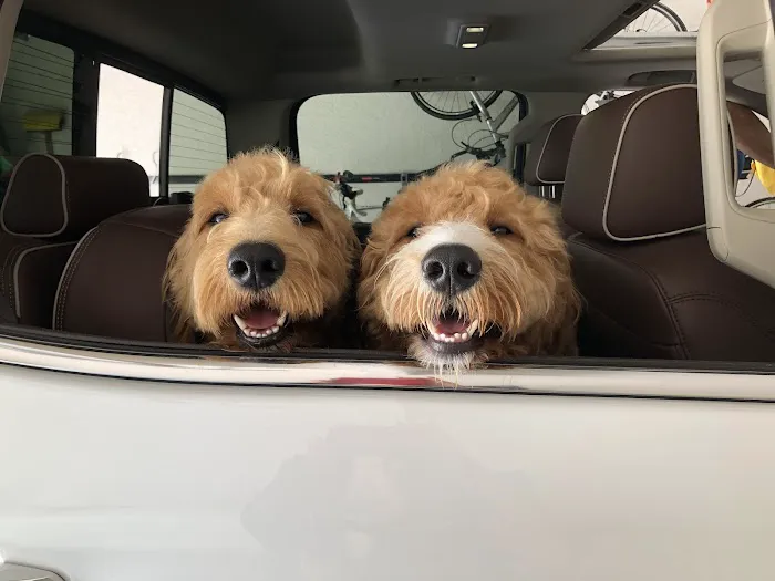 Care Animal Clinic / Hospital Picture 1