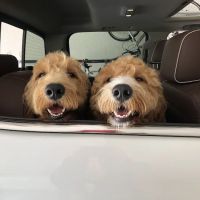 Care Animal Clinic / Hospital ico