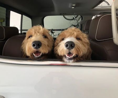 Care Animal Clinic / Hospital