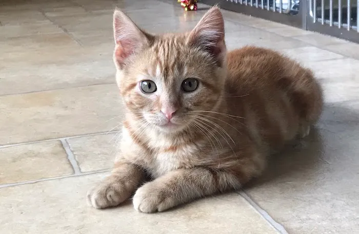 Care Animal Clinic / Hospital Picture 4