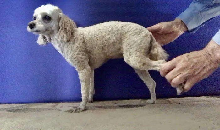 Care Animal Clinic / Hospital Picture 2