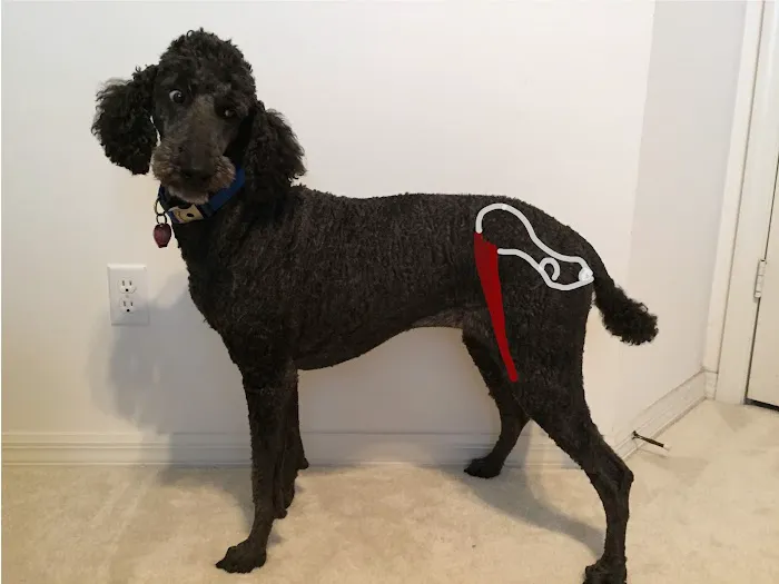 Care Animal Clinic / Hospital Picture 6