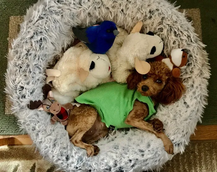 Care Animal Clinic / Hospital Picture 10