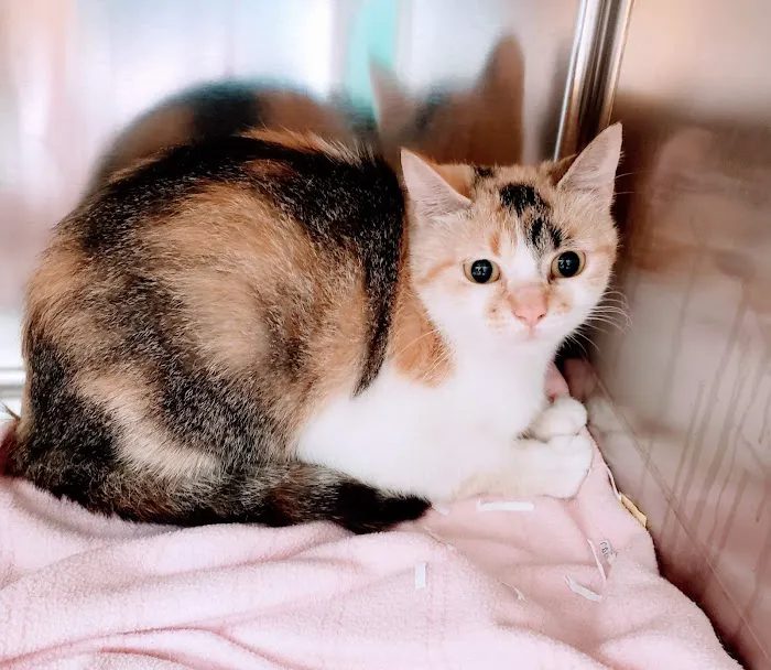 Milwaukee Walk In Vet Clinic Picture 4