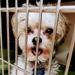 Milwaukee Walk In Vet Clinic