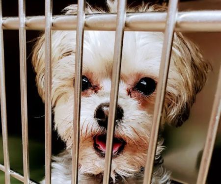 Milwaukee Walk In Vet Clinic