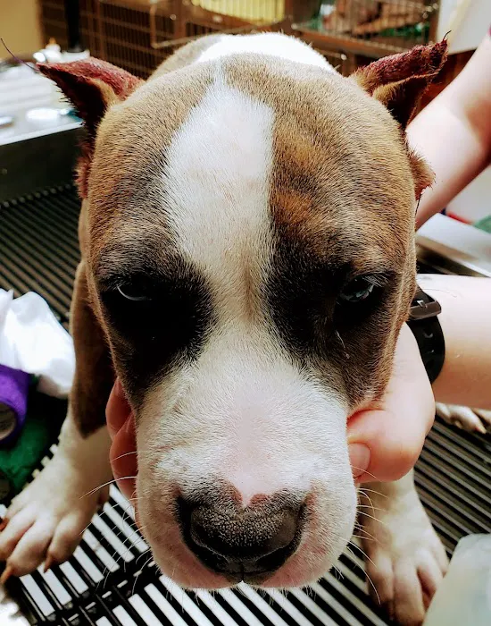 Milwaukee Walk In Vet Clinic Picture 2