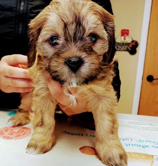 Milwaukee Walk In Vet Clinic Picture 6