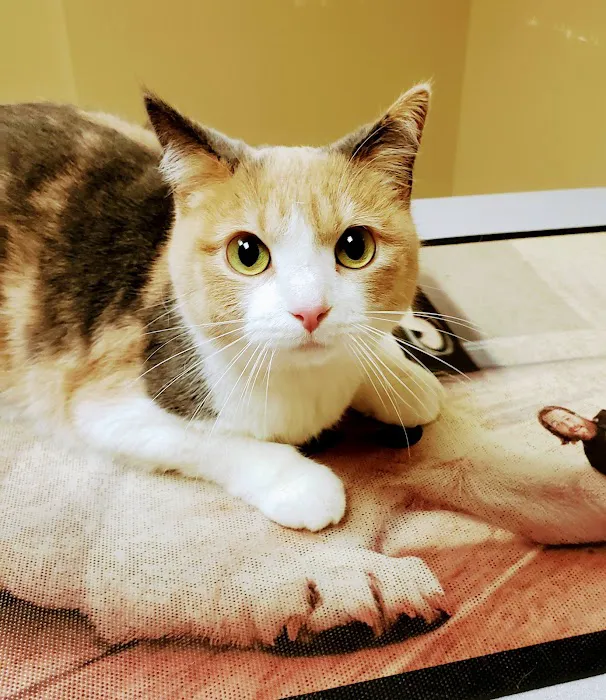 Milwaukee Walk In Vet Clinic Picture 9