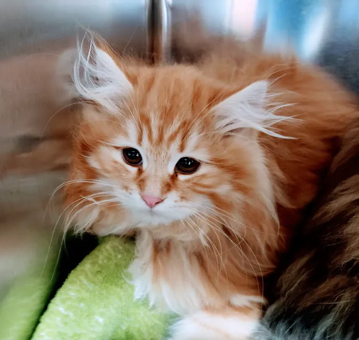 Milwaukee Walk In Vet Clinic Picture 10