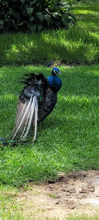 Falconwood Equestrian Falconwood Vet Picture 3