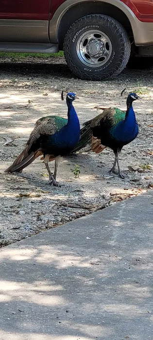 Falconwood Equestrian Falconwood Vet Picture 1