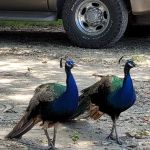 Falconwood Equestrian Falconwood Vet