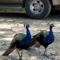 Falconwood Equestrian Falconwood Vet ico