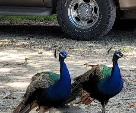 Falconwood Equestrian Falconwood Vet