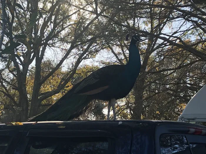 Falconwood Equestrian Falconwood Vet Picture 4